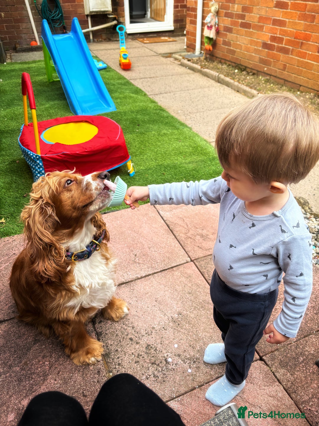 Cocker Spaniel dogs for sale: 6 year old female cocker spaniel  - Image 6