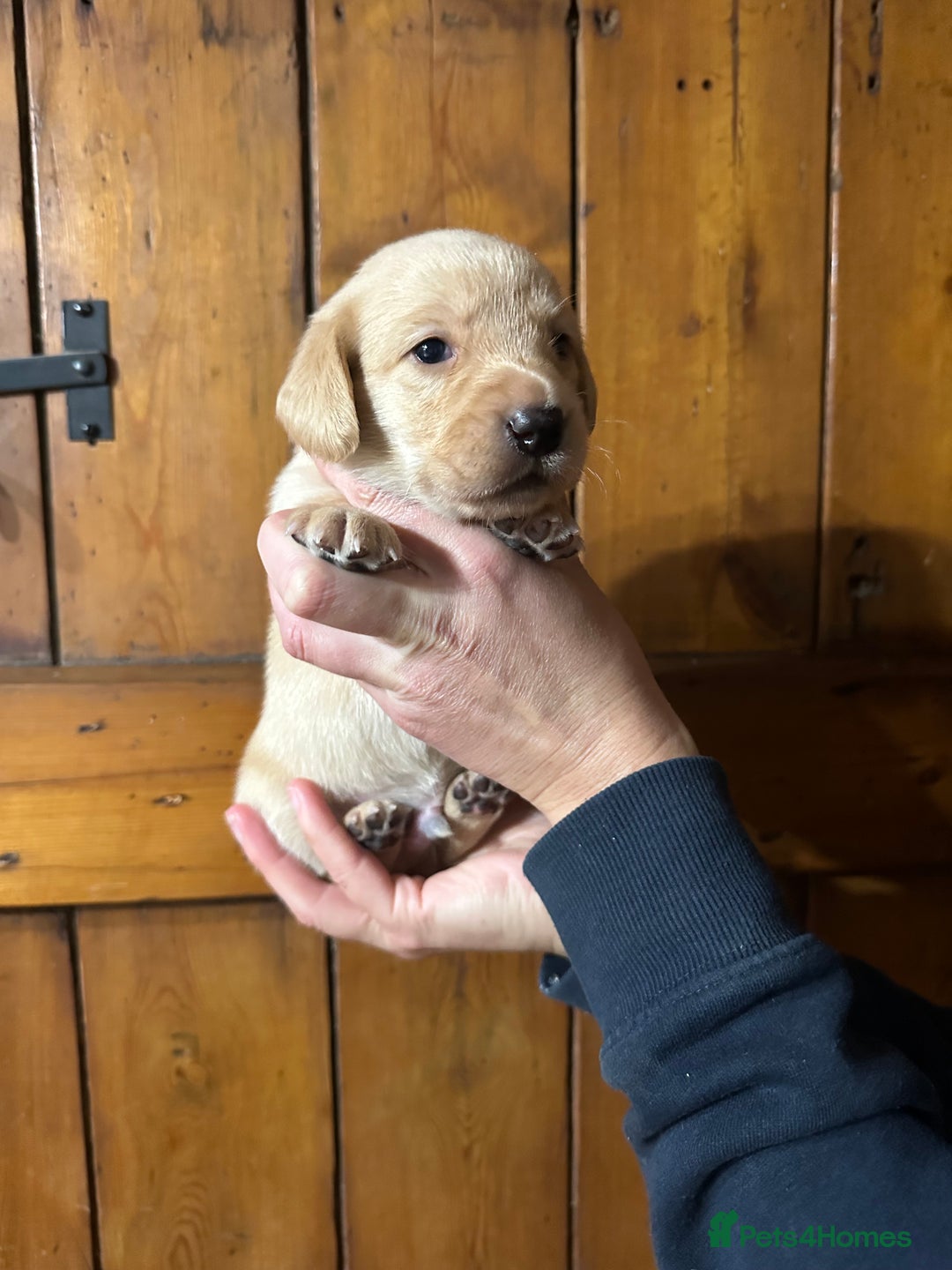 Mixed Breed dogs for sale: Dashador Puppies for sale  - Advert 7