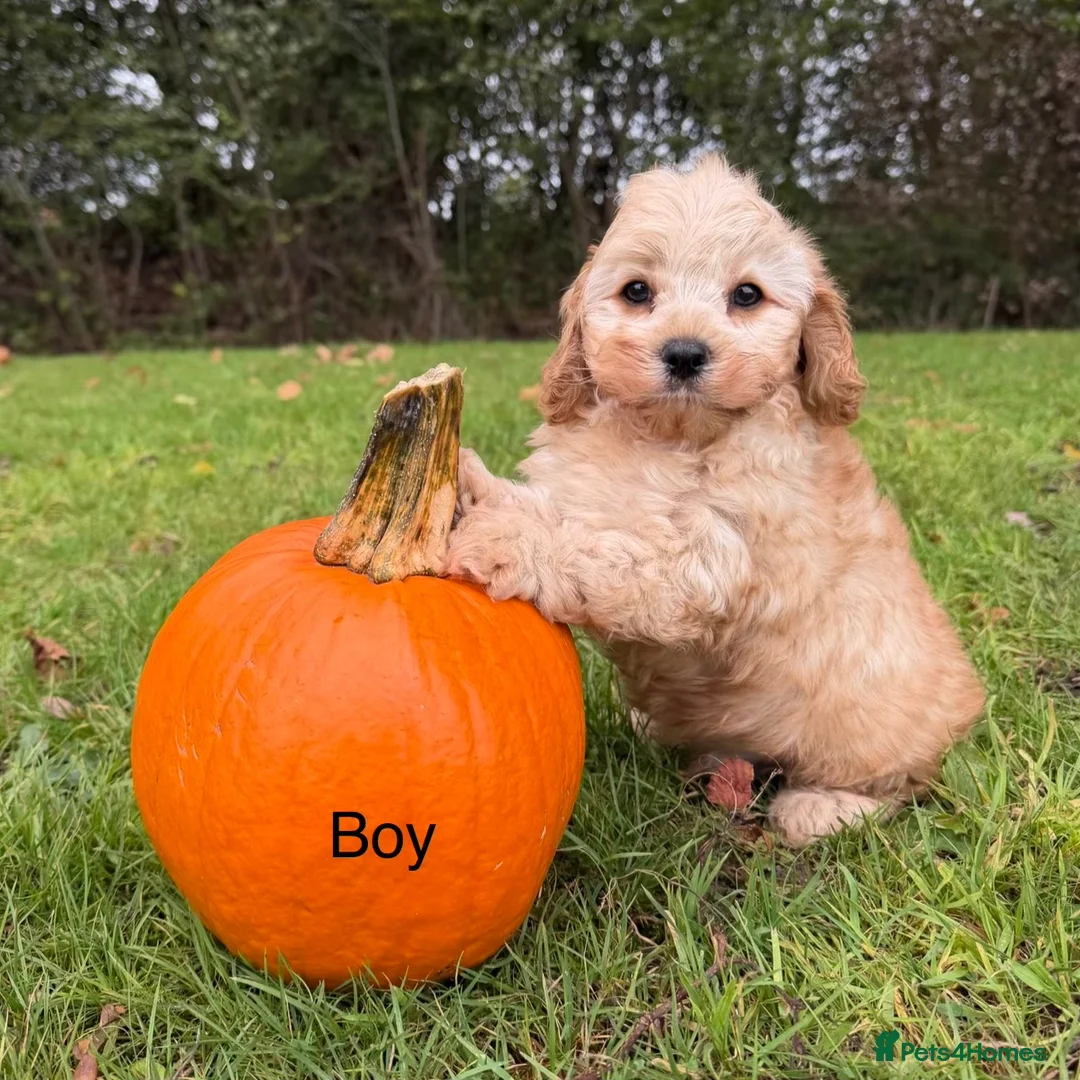 Cavapoo dogs for sale: Cavapoo, Ready Halloween 🎃  - Advert 2