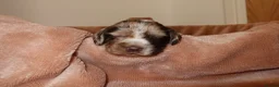 Cocker Spaniel dogs for sale: Working cocker spaniel puppies  - Advert 6