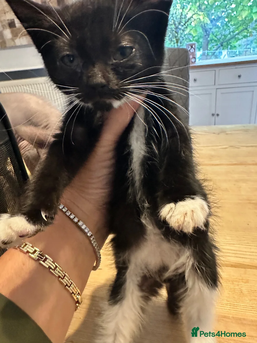 British Shorthair cats for sale: Cute fluffy black and white kittens  - Advert 2