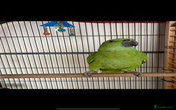 Parrots birds for sale: Female Tame Baby Yellow Nape Amazon With Papers - Advert 4