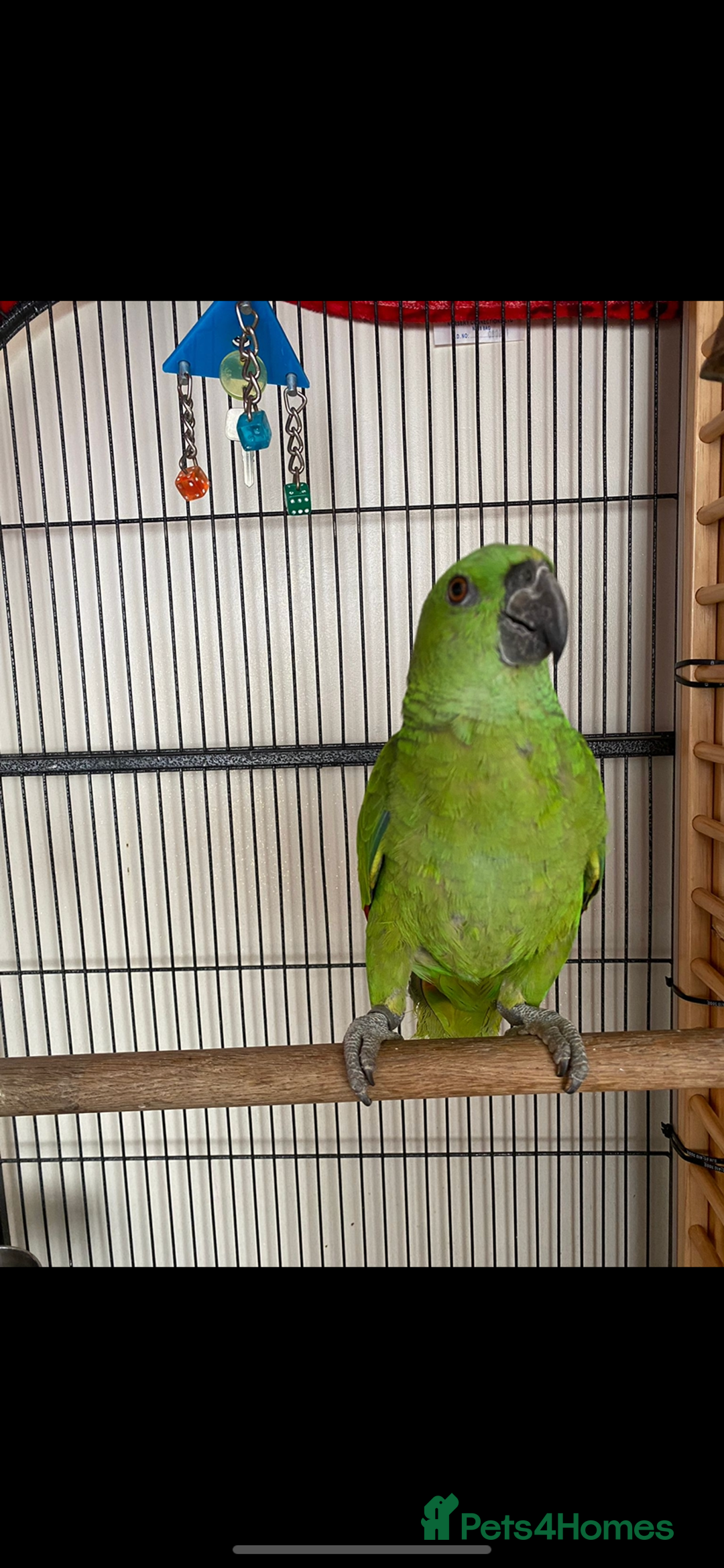 Parrots birds for sale: Female Tame Baby Yellow Nape Amazon With Papers - Advert 4