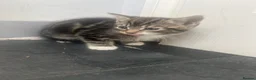 British Longhair cats for sale: Tabby kitten  in Westcliff-on-Sea - Advert 3