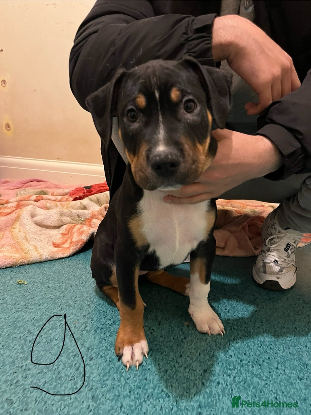 Mixed Breed dogs for sale: Beautiful chunky puppies 😍 - Advert 2