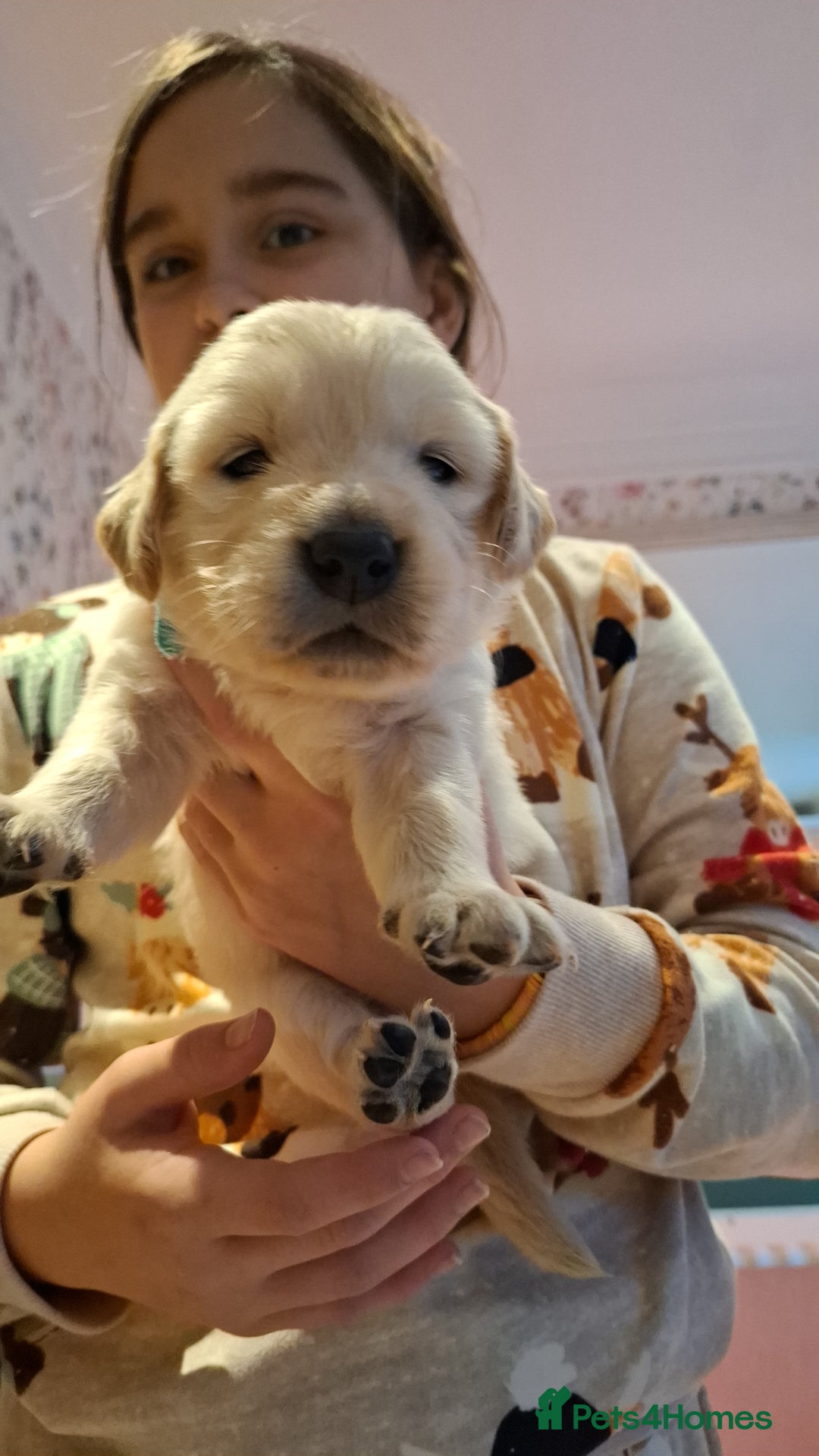 Golden Retriever dogs for sale: KC reg golden retriever puppies - Advert 28