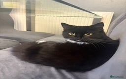 Mixed Breed cats for sale: Mixed breed cat  - Image 1