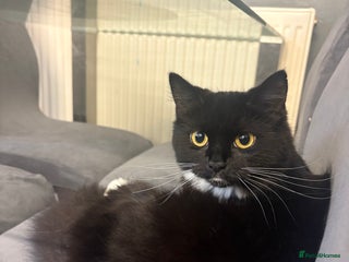 Mixed Breed cats for sale - Advert 1