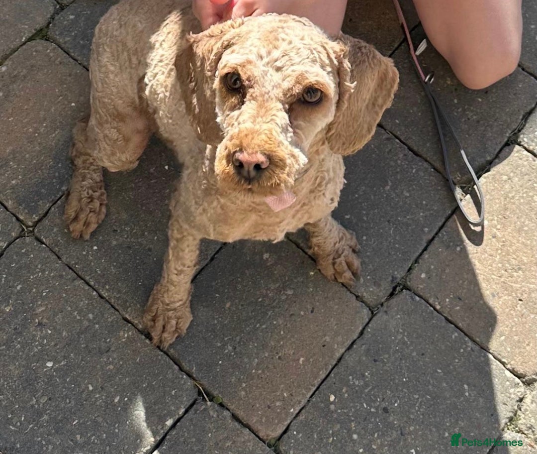 Cockapoo dogs for sale: F1B cockapoo puppy - Advert 2