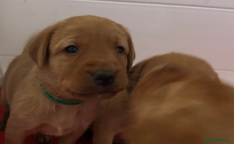 Labrador Retriever dogs - Advert 13