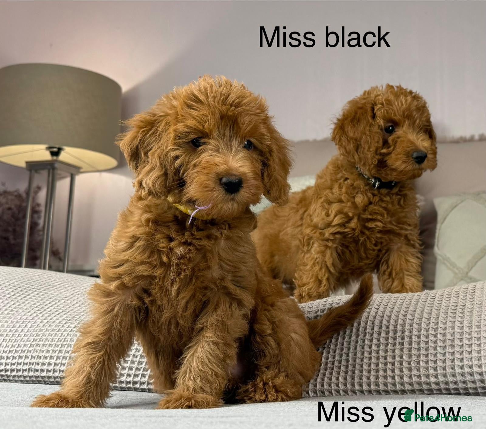 Labradoodle dogs STUNNING DOUBLE DOODLES HIP ELBOW DNA TESTED LINES - Advert 6