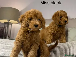 Labradoodle dogs STUNNING DOUBLE DOODLES HIP ELBOW DNA TESTED LINES - Advert 6