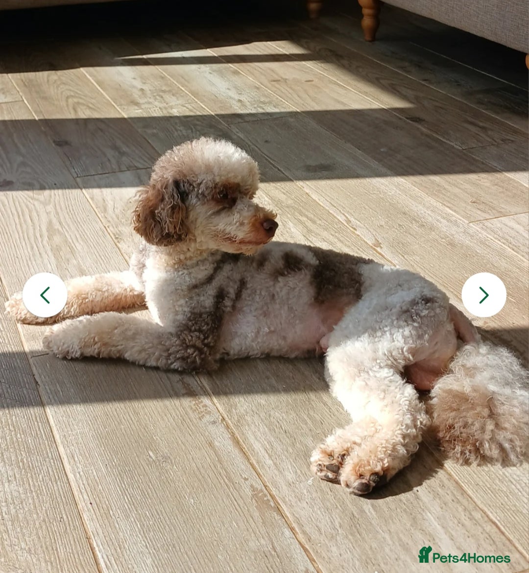 Labradoodle dogs for sale: F1 labradoodles READY NOW - Advert 9