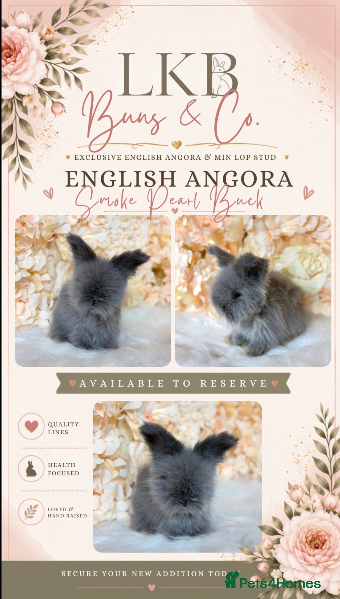 Angora rabbits 🌟 PEDIGREE ENGLISH ANGORA 🌟 - Advert 2