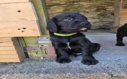Cocker Spaniel dogs for sale: Working cocker spaniel pups - Image 17