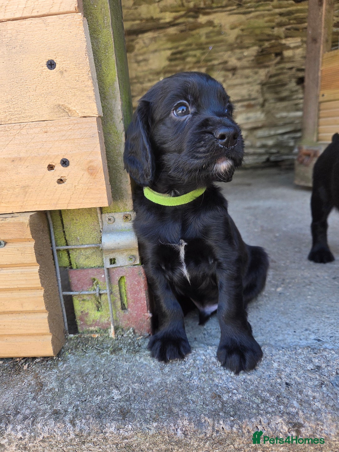 Cocker Spaniel dogs for sale: Working cocker spaniel pups - Image 17