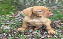 Hungarian Vizsla dogs for sale: PEDIGREE VIZSLA PUPS HIP & ELBOW TESTED PARENTS   - Image 18