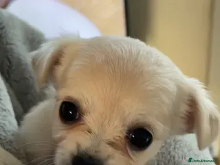 Chug dogs White female chug - Advert 3