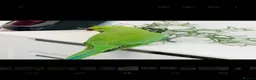 Ringnecks birds for sale: indian ringneck parrot  - Advert 1