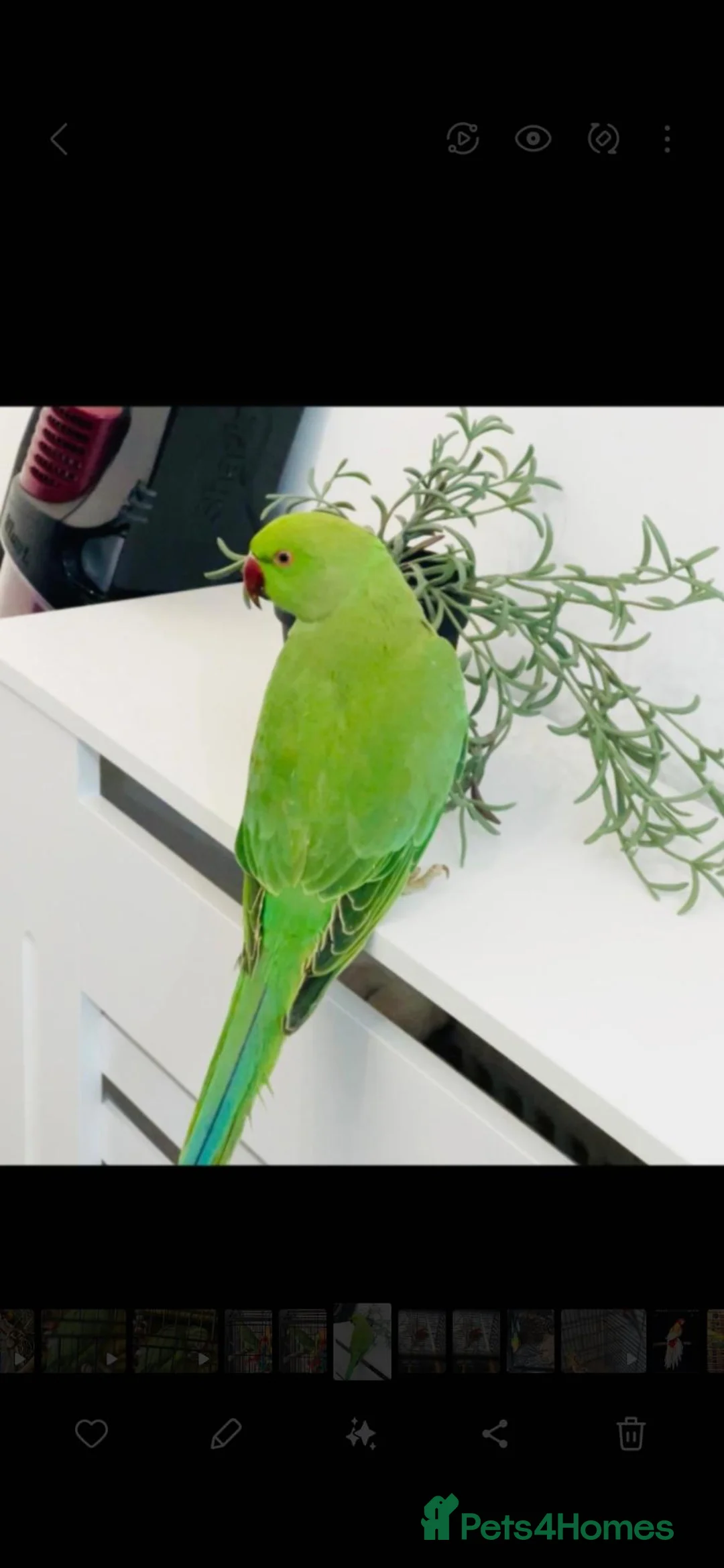 Ringnecks birds for sale: indian ringneck parrot  - Advert 1