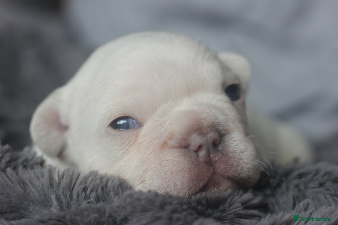 French Bulldog dogs for sale: Stunning French bulldog puppies  - Advert 27