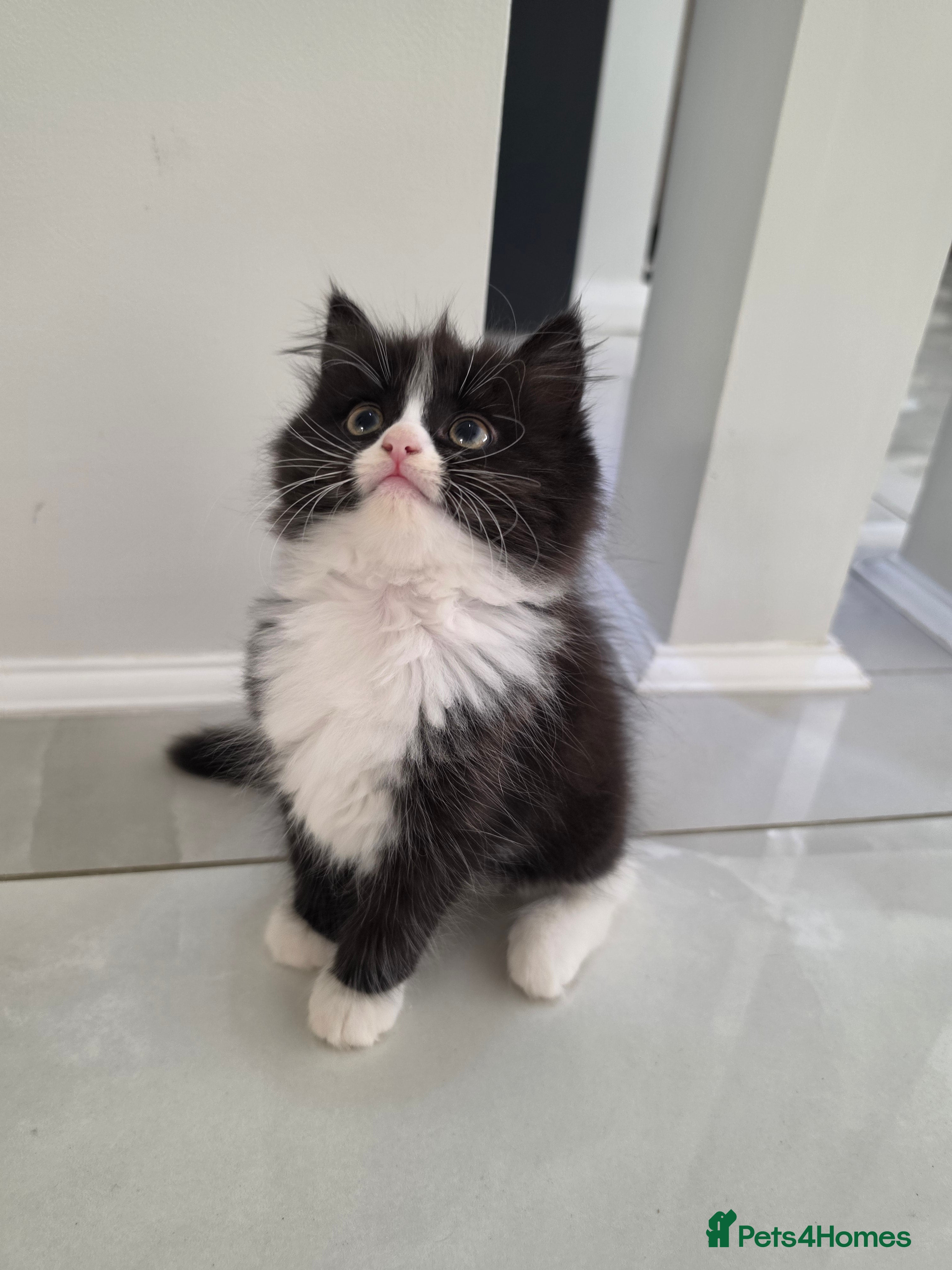 Persian cats Adorable Persian Cross Kittens Looking for home - Advert 2