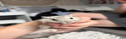 Gerbil rodents for sale: 2 gerbils for sale  - Advert 2