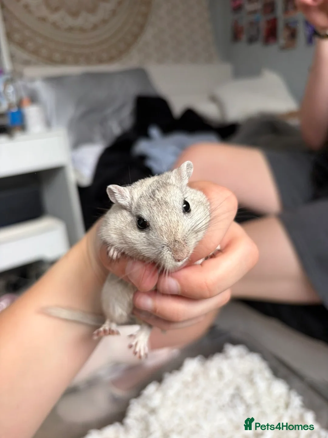Gerbil rodents for sale: 2 gerbils for sale  - Advert 2