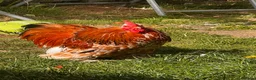 Chickens poultry for sale: FREE: Pekin milifluer bantam cockerel  in Hornchurch - Advert 1