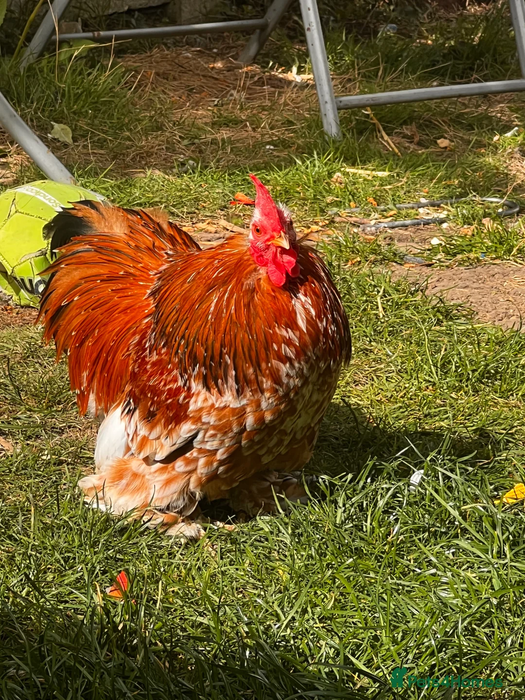Chickens poultry for sale: FREE: Pekin milifluer bantam cockerel  in Hornchurch - Advert 1