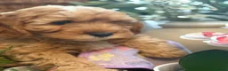 Cavapoo dogs for sale: 🐾Cavapoo health tested 🐶ready now 🐾 in Romford - Advert 14