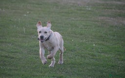Labrador Retriever dogs for sale: Labrador retriever - Image 2