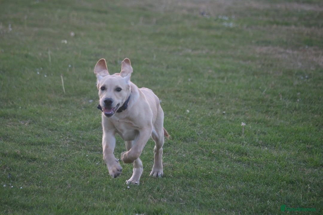 Labrador Retriever dogs for sale: Labrador retriever - Image 2