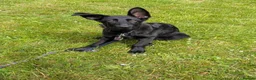 German Shepherd dogs for sale: Gorgeous pure black German Shepherd Pup - Advert 2