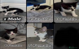 Domestic Shorthair cats for sale:  Domestic shorthair  - Image 2
