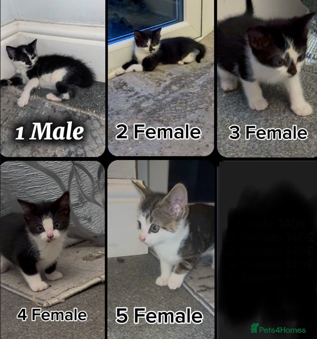 Domestic Shorthair cats for sale:  Domestic shorthair  - Image 2