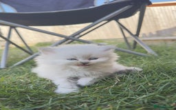 British Longhair cats for sale: 6 Adorable British ShortHair X LongHair kittens .  - Image 25