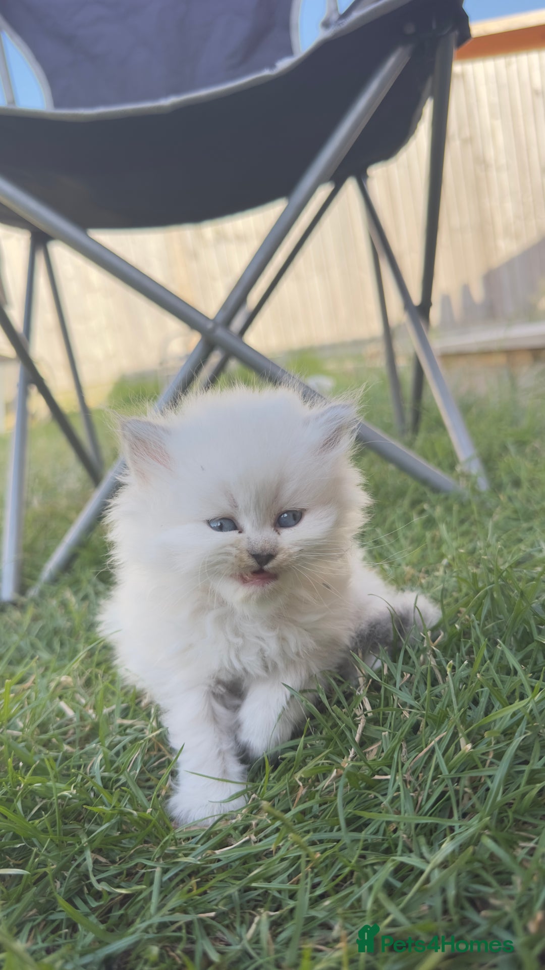 British Longhair cats for sale: 6 Adorable British ShortHair X LongHair kittens .  - Image 25