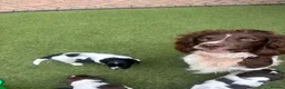 English Springer Spaniel dogs for sale: STUNNING GIRL AVAILABLE  - Advert 4
