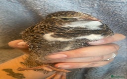 Quail poultry for sale: Beautiful coturnix, CPQ and bobwhite quails - Image 10