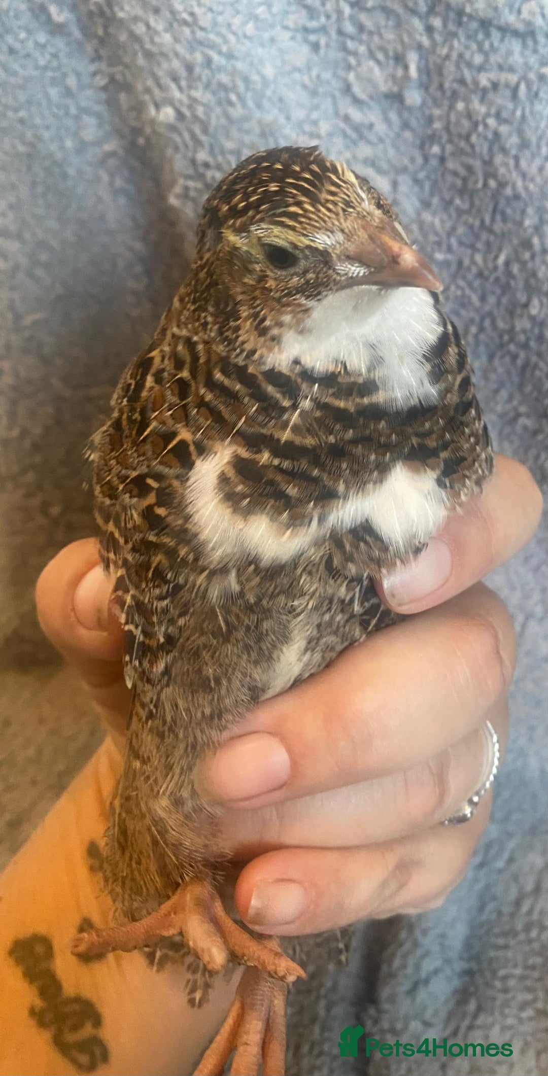 Quail poultry for sale: Beautiful coturnix, CPQ and bobwhite quails - Image 10