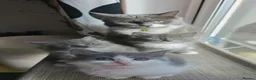 Ragcoon cats for sale: Ragdoll x Main Coon Beautiful Kittens - Advert 13