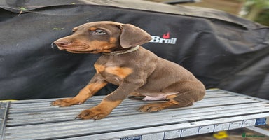 Dobermann dogs - Advert 5