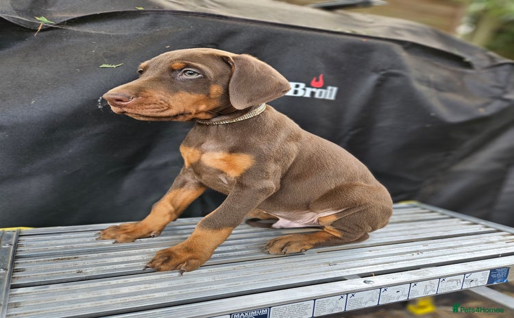 Dobermann dogs - Advert 4