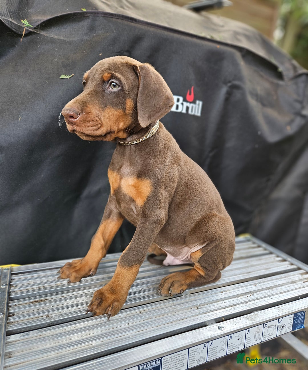 Brown Doberman Puppy Rotterman For Sale European Doberman Pinscher