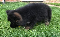 German Shepherd dogs for sale:  kc health tested long haired German shepherd pups - Image 37