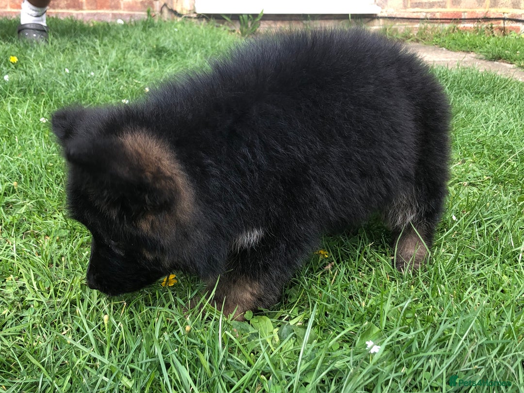 German Shepherd dogs for sale:  kc health tested long haired German shepherd pups - Image 37