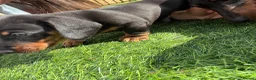 Miniature Dachshund dogs for sale: Mini dachshund boy in Coventry - Advert 5