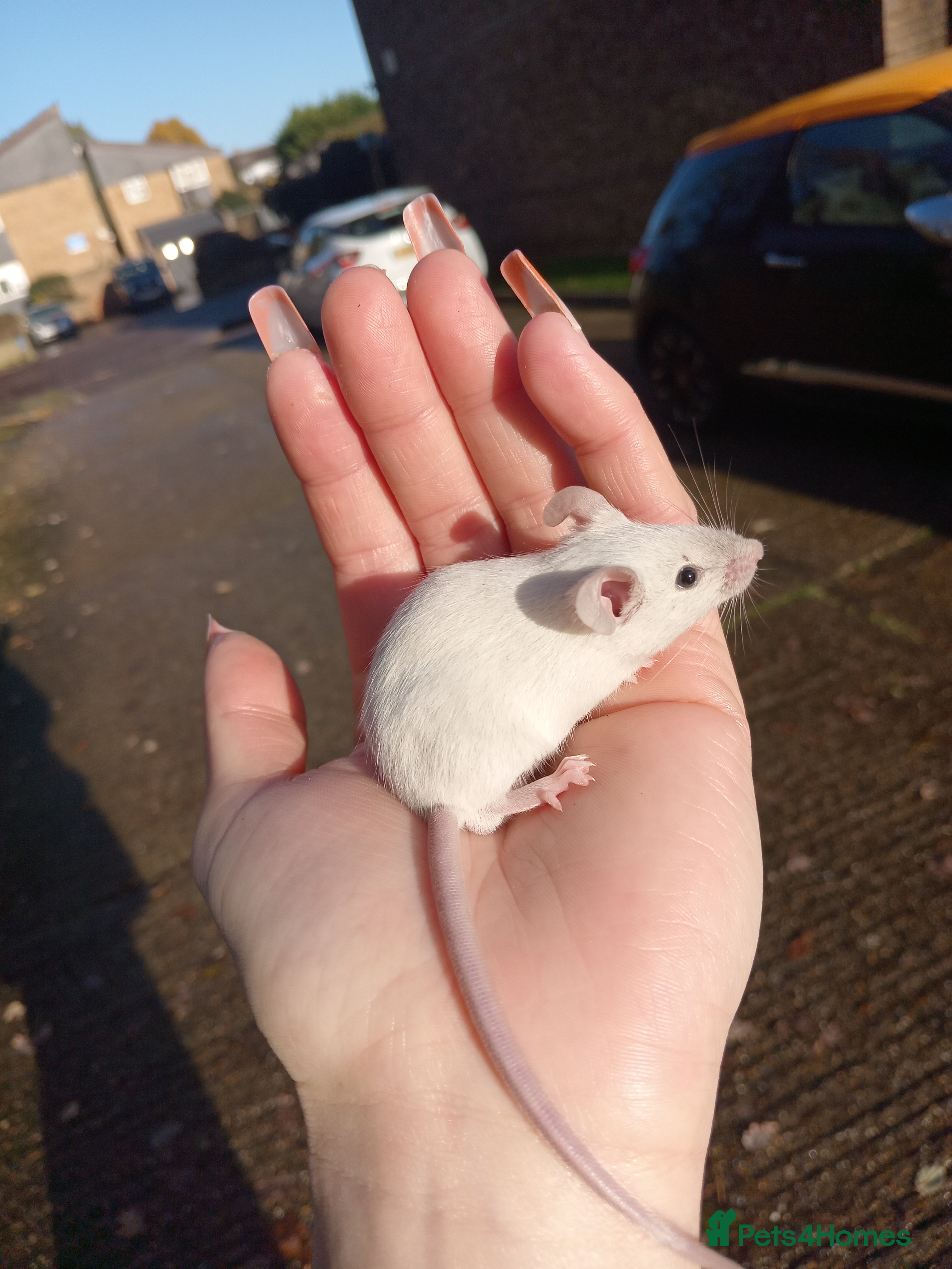 Mouse rodents Male fancy mice ready now - Advert 3
