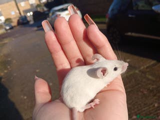 Mouse rodents Male fancy mice ready now - Advert 3